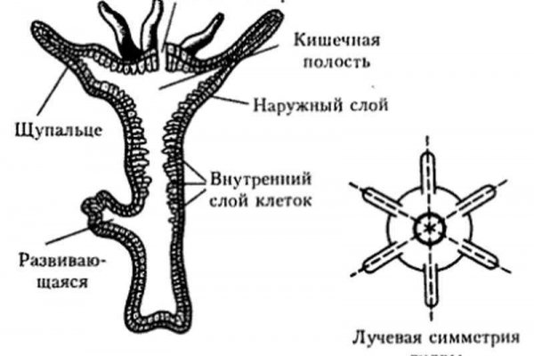 Кракен сайт пользователь не найден