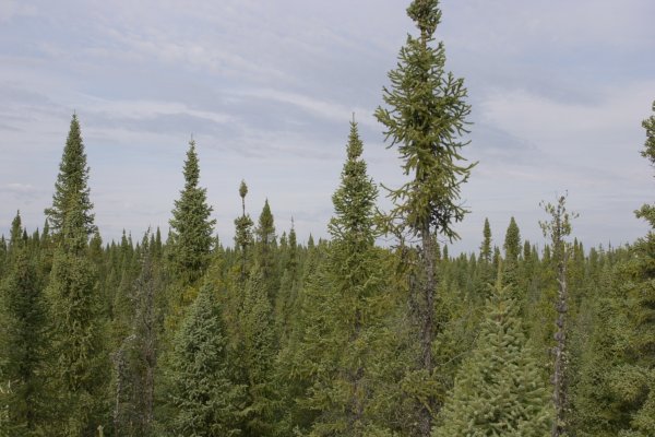 Даркмаркет кракен